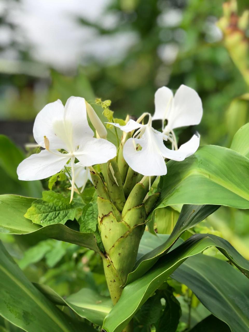 Les Nids De Belle Eau Villa Capesterre-Belle-Eau Ngoại thất bức ảnh